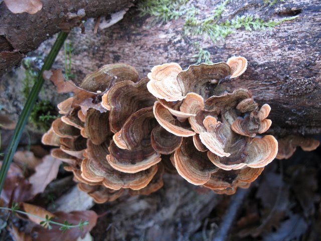 2007 11 Etangs de Hollande 46